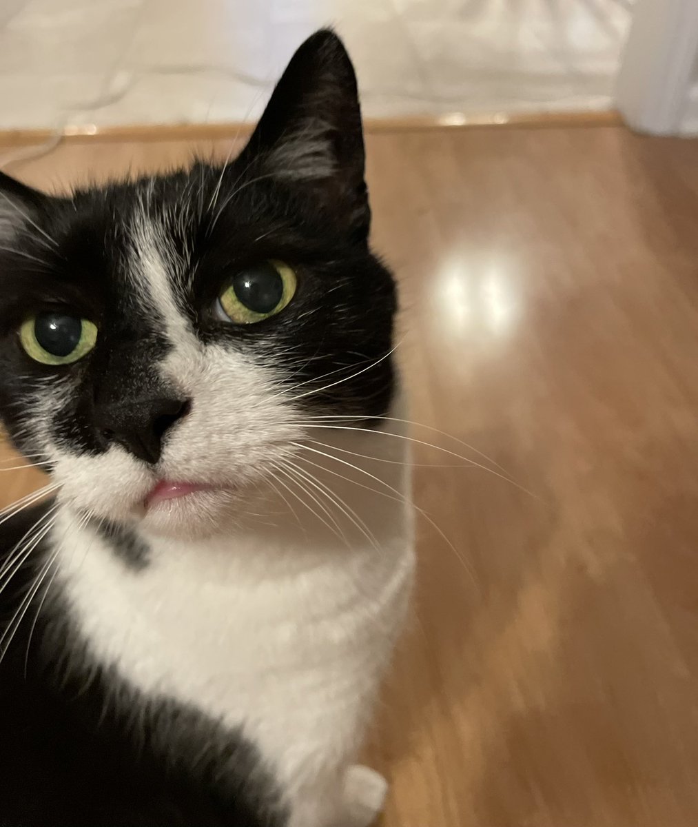 tuxedosiblings's tweet image. Happazy #Caturday to allz mi frens 🐾🐾