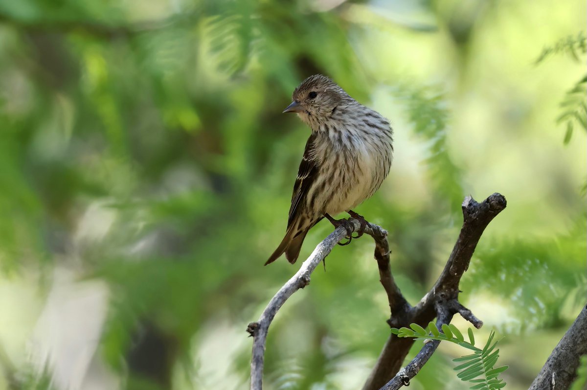 I miss Pine Siskins!  It was wonderful to see them in AZ!

Hereford, AZ  

#Canon #Canonphotography #birdphotography #ThePhotoHour #birdwatching #NaturePhotography #birdtwitter #TwitterNatureCommunity #BirdsSeenIn2023