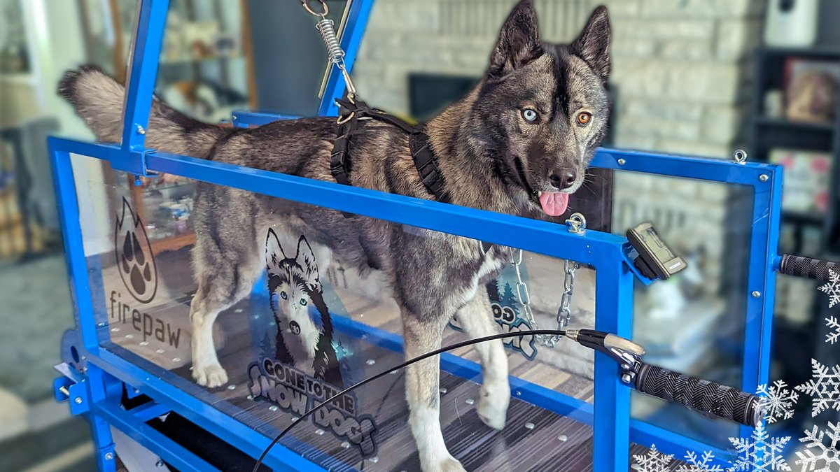 Gone2theSnowDog's tweet photo. Time for a new video, and today's is EPIC!
Go here: https://t.co/sFXdFreokE to watch!
Today we surprised the dog with an EPIC Gift! Which dog do you think is going to like it the most?
#rundogs @goro_simeonov #dogtreadmill #slatmill #happydogs #dogsoftwitter https://t.co/fPabVO3GSD