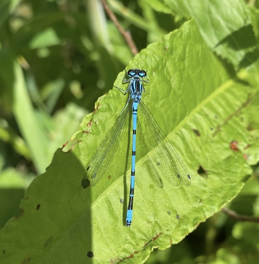 Soaking up the sun ☀️ and Dragonflies by the pond @LidlGB 
#LidlBiodiversity supporting biodiversity across the UK 
#snapwhatyousee