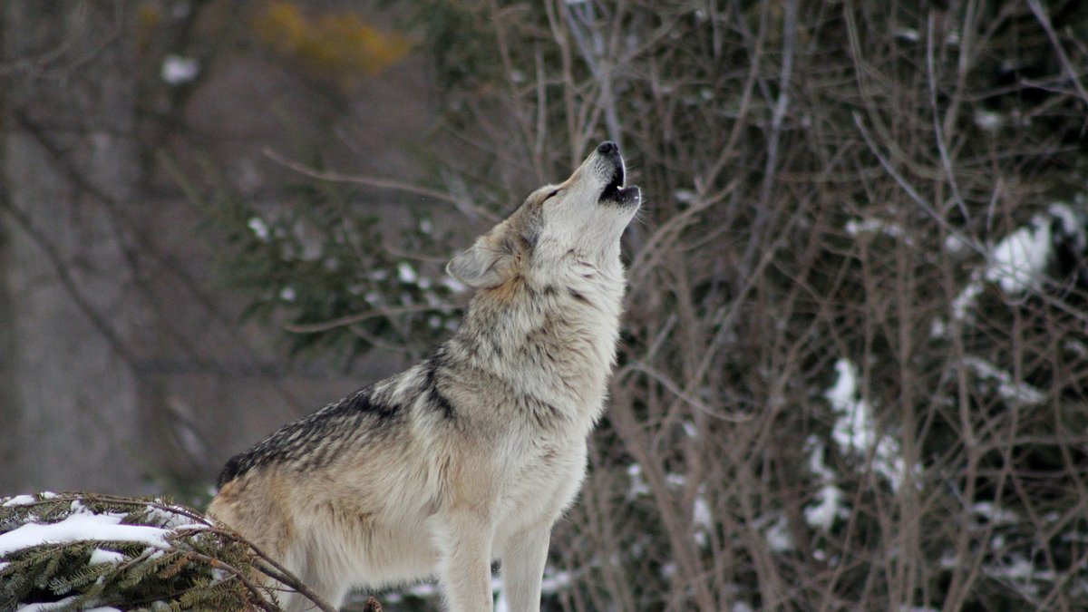 Why gray wolves still need, and deserve, our protection
environmentamerica.org/articles/why-g… via <a href="/endangered/">Endangered Species Coalition</a>