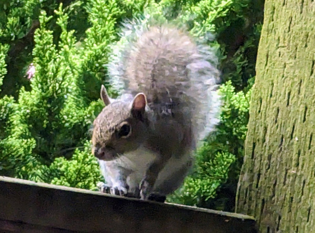 I'm on Team Squirrel!

(Mrs Newmark objects)