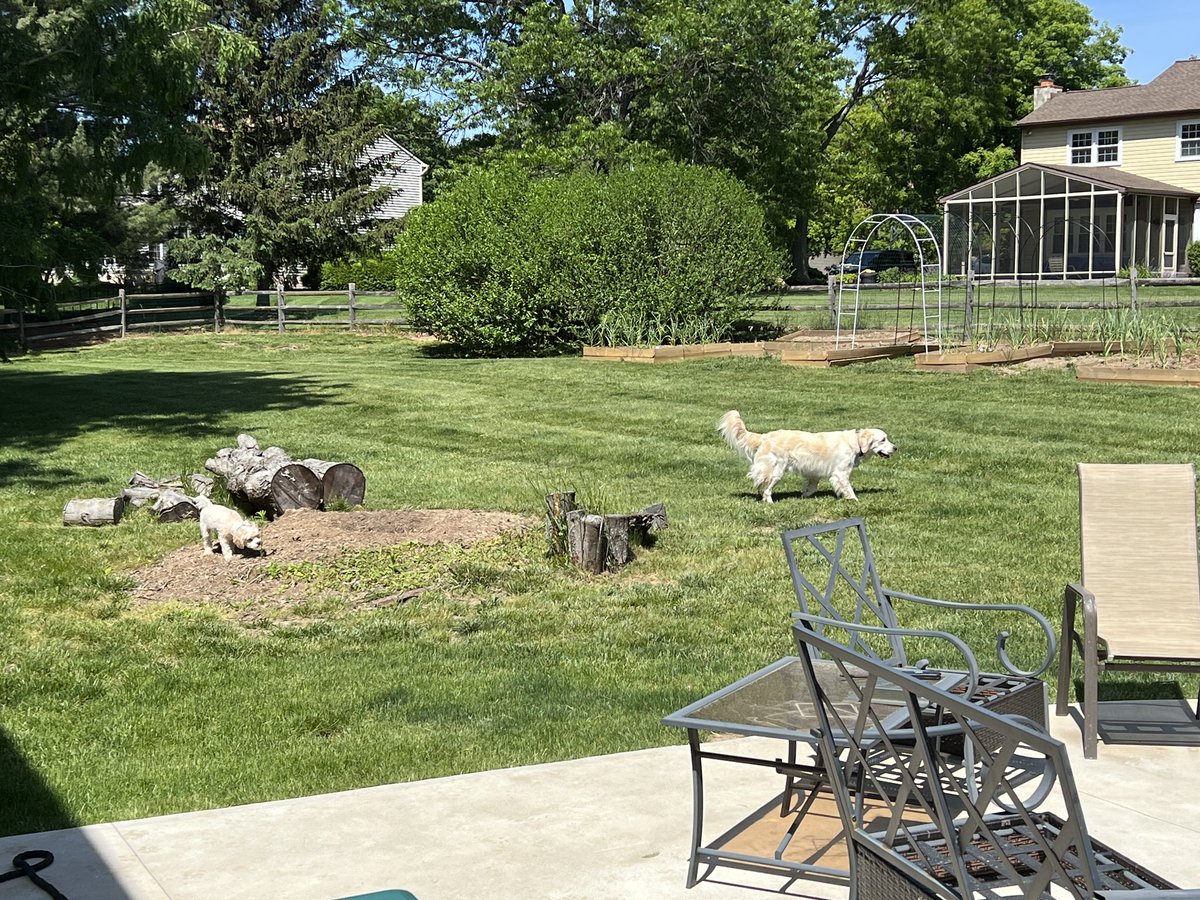 Yardwork with the doggos