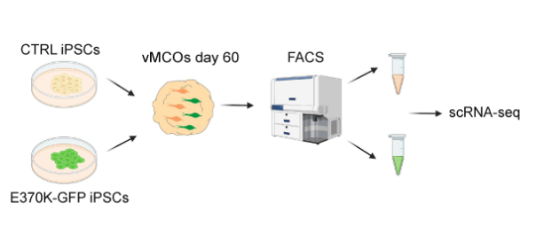 Organoid News (@organoidscience) on Twitter photo 🧠 🧫 <a href="/fabripipicelli/">Fabrizia Pipicelli</a>, @silvianeurompi & collaborators used ventral #CerebralOrganoids and dorsoventral cerebral #assembloids to show that neuronal molecular differentiation can be influenced by extracellular vesicles.
Full article <a href="/ScienceAdvances/">Science Advances</a>: 
📕 bit.ly/43ueZqc 🧠 🧫 <a href="/fabripipicelli/">Fabrizia Pipicelli</a>, @silvianeurompi & collaborators used ventral #CerebralOrganoids and dorsoventral cerebral #assembloids to show that neuronal molecular differentiation can be influenced by extracellular vesicles.
Full article <a href="/ScienceAdvances/">Science Advances</a>: 
📕 bit.ly/43ueZqc