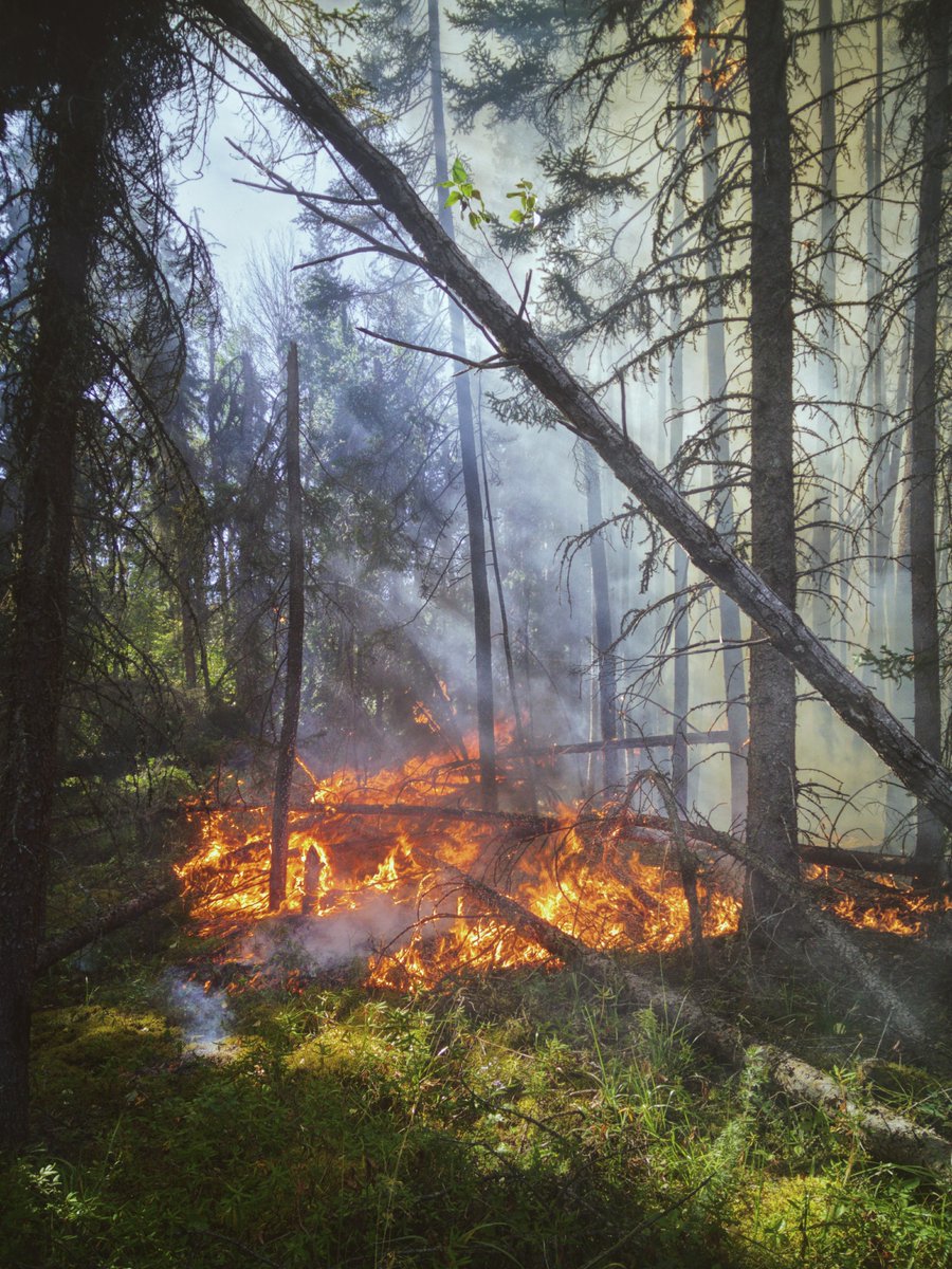 Wildfires are more common during warm weather. Help us stop wildfires in their tracks! Dispose of cigarette ends responsibly, don’t light fires in rural areas and call 999 if you do see a wildfire.