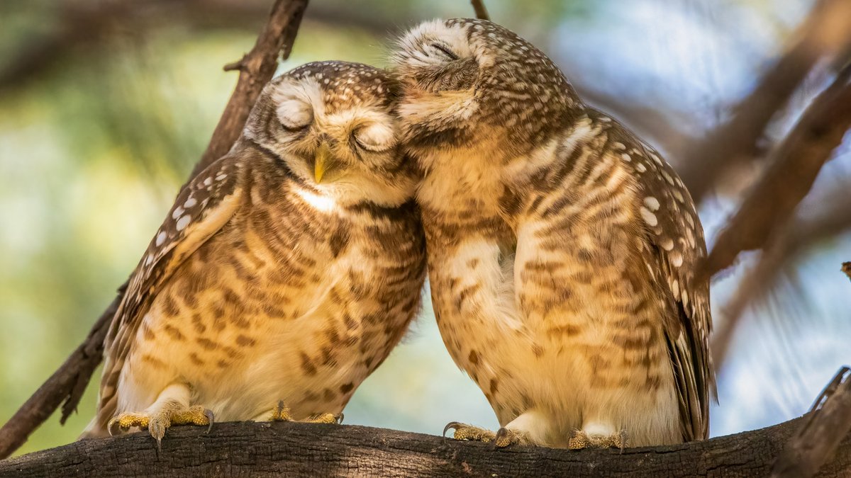 Saturday snuggles with adorable Spotted Owlets! These tiny bundles of fluff bring warmth and joy to our hearts. Wishing you a delightful weekend filled with nature's wonders. #IndiAves #SaturdaySnuggles #BirdPhotography #NatureLove #WeekendVibes #OwletLove #FeatheredFriends #birb