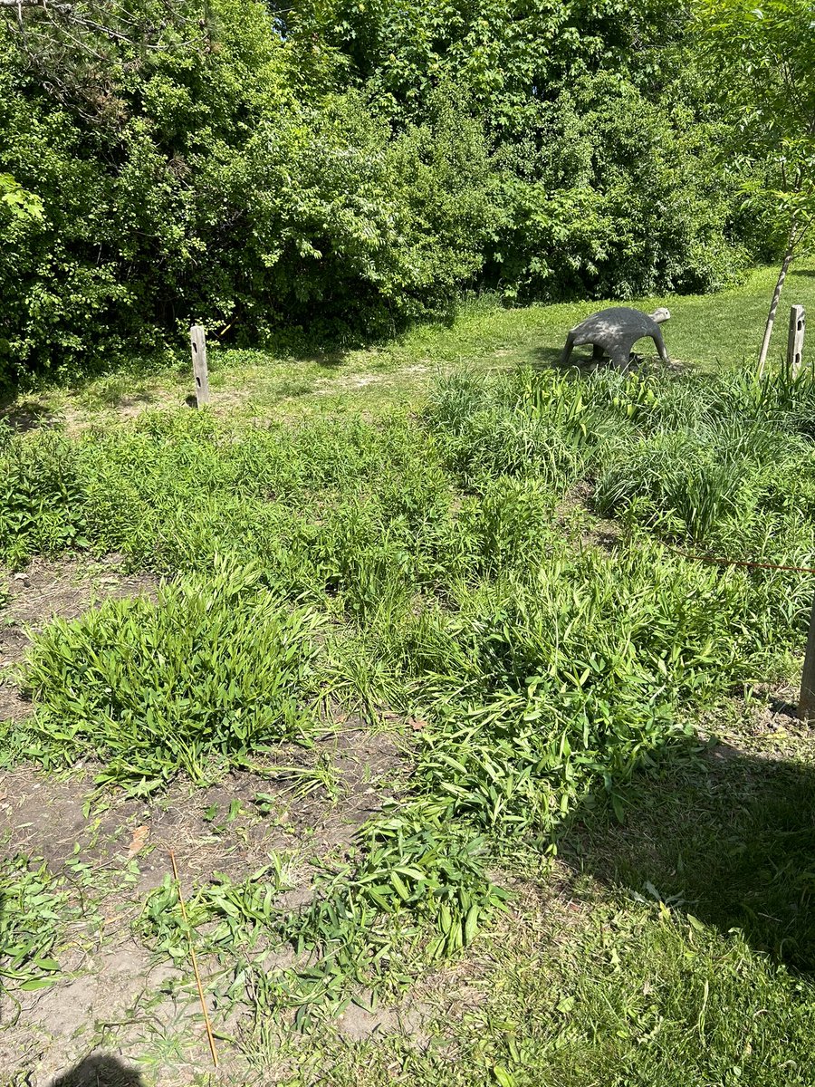 Jossmi23's tweet photo. Sat morning cleanup at the Thurston π’ garden. #garden #turtle #a2school @A2schools https://t.co/3jG2NMp6y8