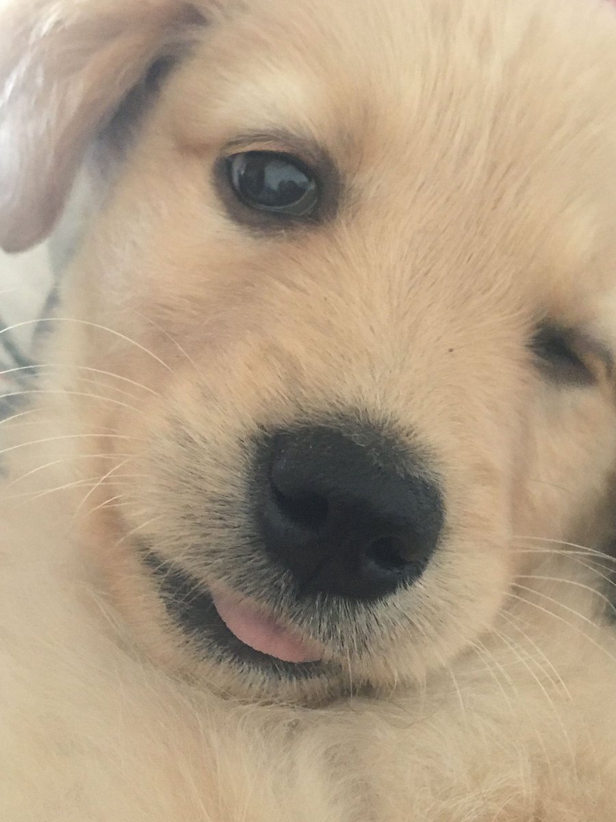 💖 (@twaniimals) on Twitter photo 