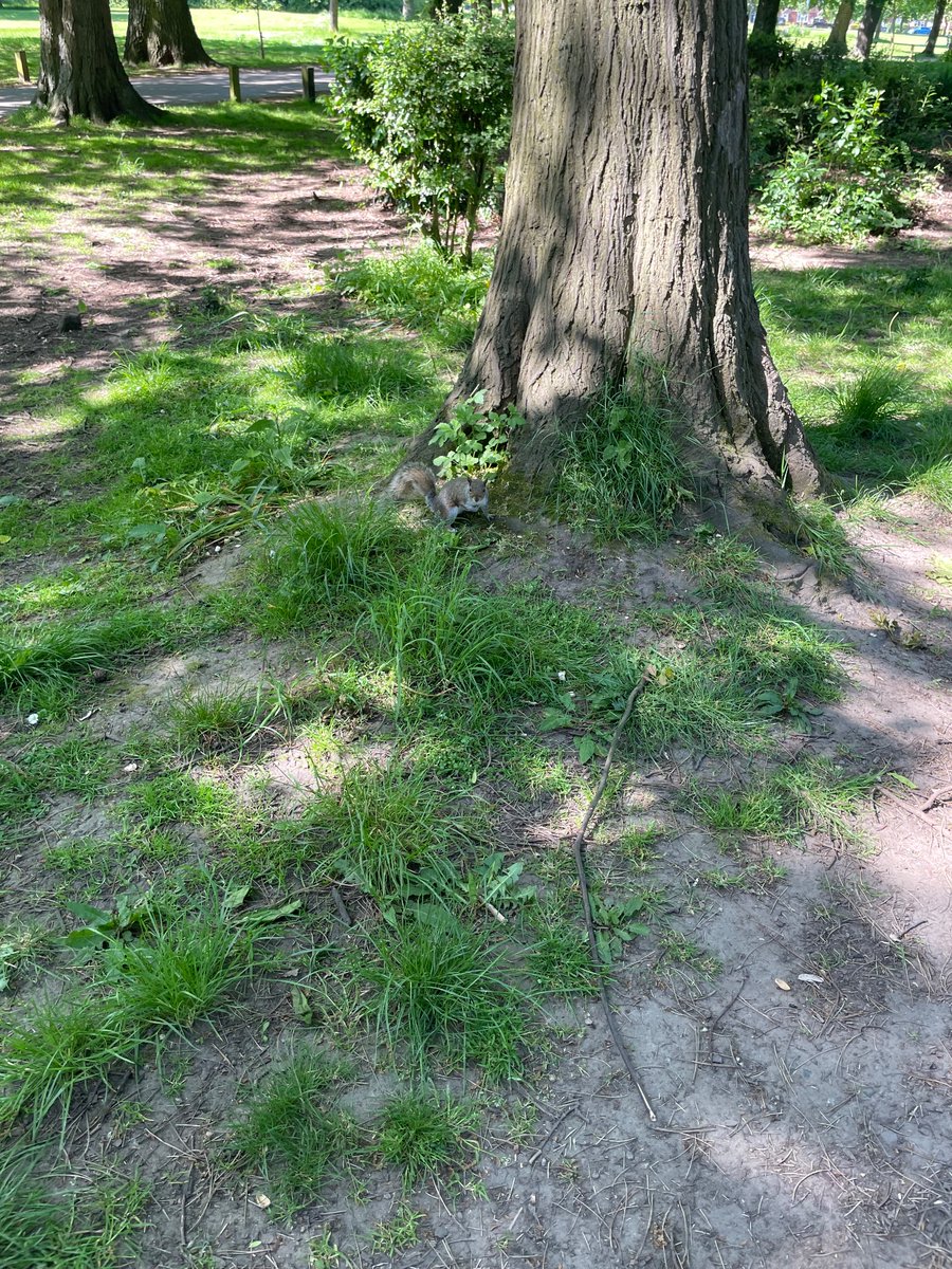 dean_mummy's tweet photo. We’ve been to feed the squirrels, and ducks and seen the baby ducklings🥰 of course got a ice cream at the end 🍦☀️ @class2bws  @school_ws https://t.co/ncFYKdOzEn
