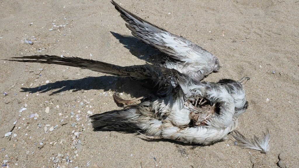 garybnunn's tweet photo. Seabird band conundrum in San Diego, California—what appears to be Pink-footed Shearwater (?) dead on beach with band says HELGOLAND GERMANA 4239726. Any ideas from Euro counterparts what project this might originate from? https://t.co/NvAN0Z90HY