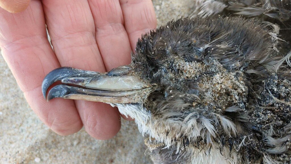 garybnunn's tweet photo. Seabird band conundrum in San Diego, California—what appears to be Pink-footed Shearwater (?) dead on beach with band says HELGOLAND GERMANA 4239726. Any ideas from Euro counterparts what project this might originate from? https://t.co/NvAN0Z90HY