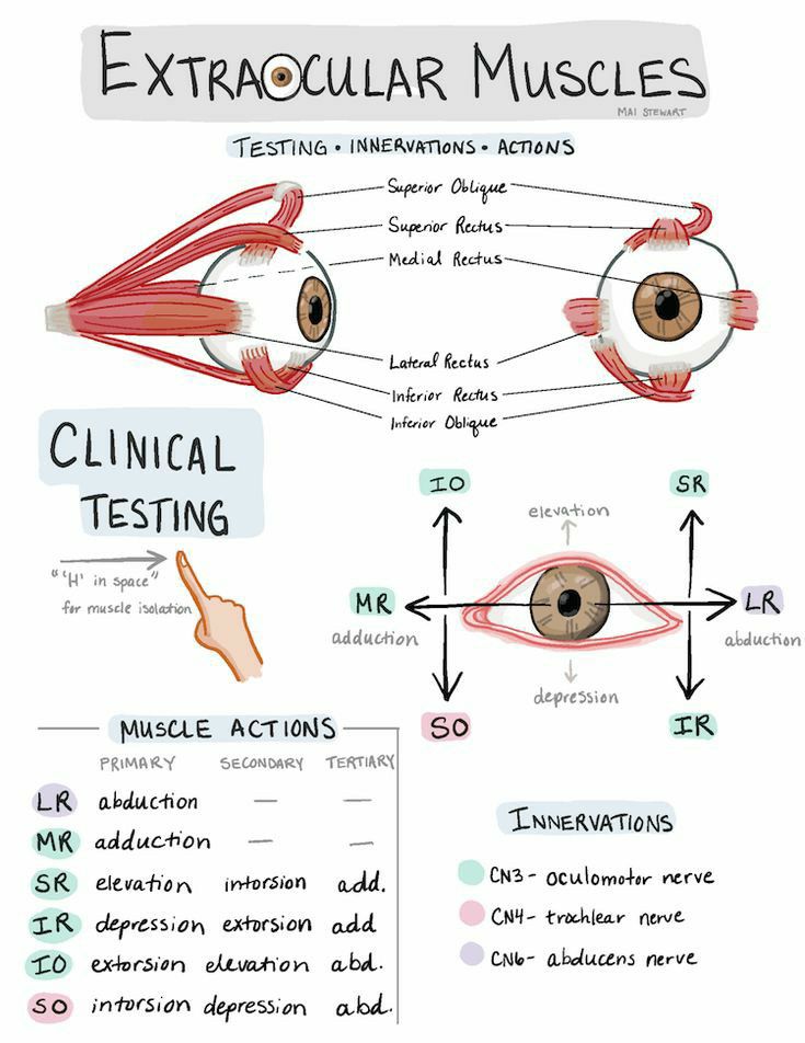 chrost_hugo's tweet image. The eye (globe) is attached to the orbit by 4 rectus &amp;amp; 2 oblique muscles that collectively allow rotary movement and vision in many directions. 

Credits: Mai Stewart

#MedTwitter