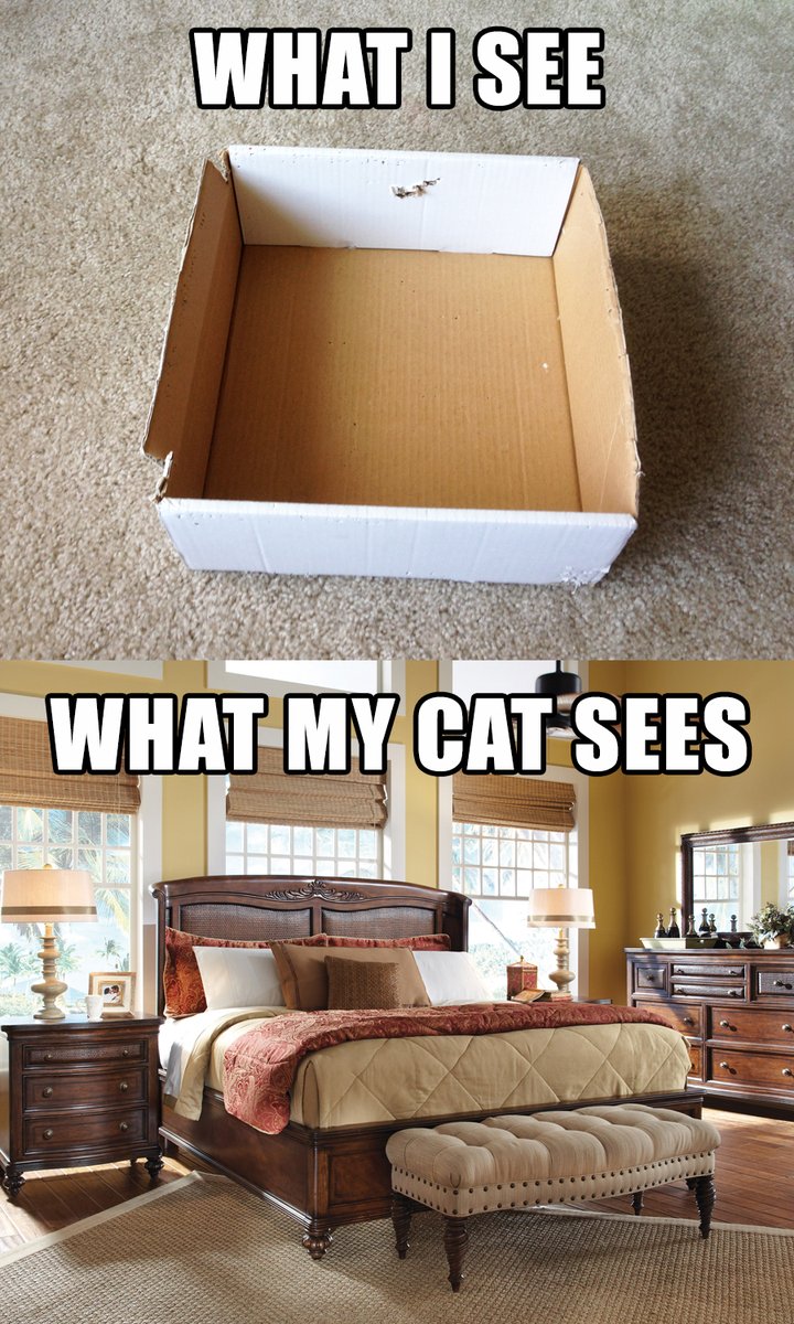 Yup! 😻

#caturday #catsinboxes #cats #bed #catlogic