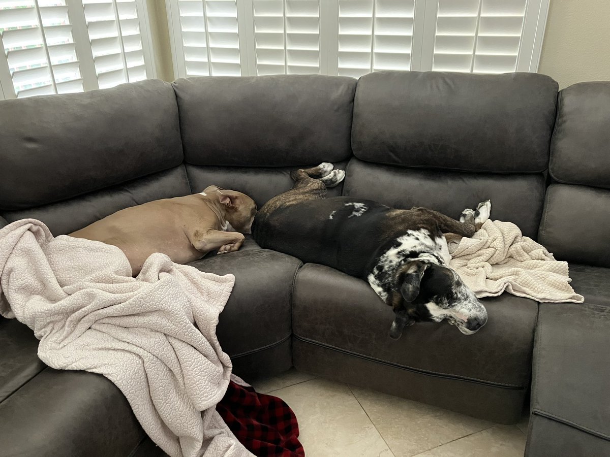 Ive got some very lazy doggos 😎🤣