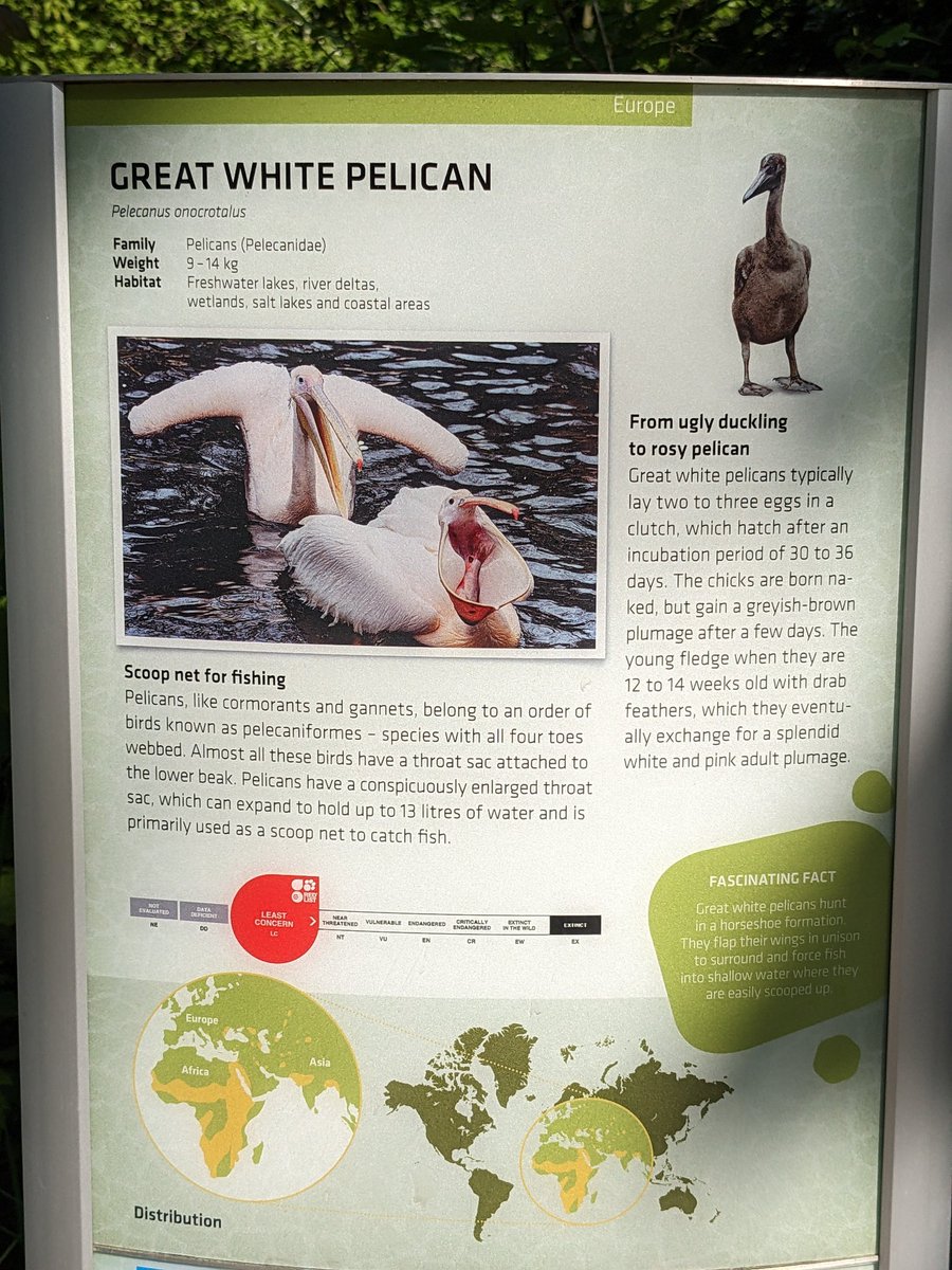 SarahZeCat's tweet photo. @hankgreen I went to the zoo today and saw these guys! I hope you're feeling ok today! https://t.co/sg3dXLlRFc