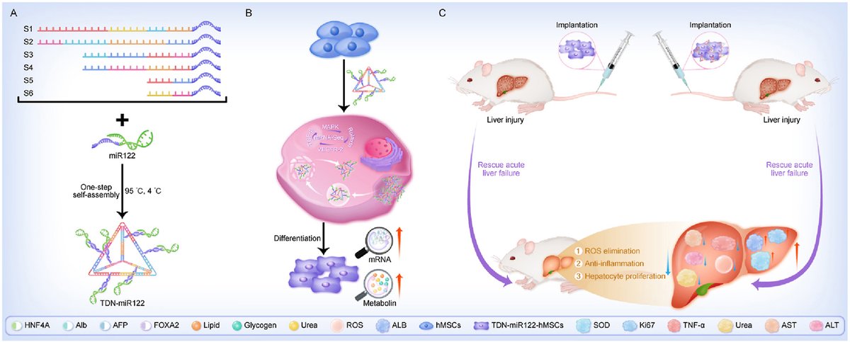 MesenchymalCell's tweet photo. 🔎 Researchers demonstrated that a tetrahedral #nanoplatform could induce the differentiation of human MSCs (hMSCs) into functional hepatocyte-like cells by transferring the liver-specific miR122 to MSCs efficiently without any extrinsic factors.

https://t.co/U1m93APqAi https://t.co/wqDN6fG6gD