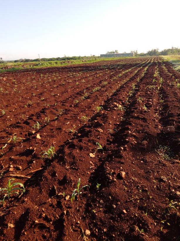 No dejaremos de luchar por tener nuestra Soberanía alimentaria.
#MejorEsPosible