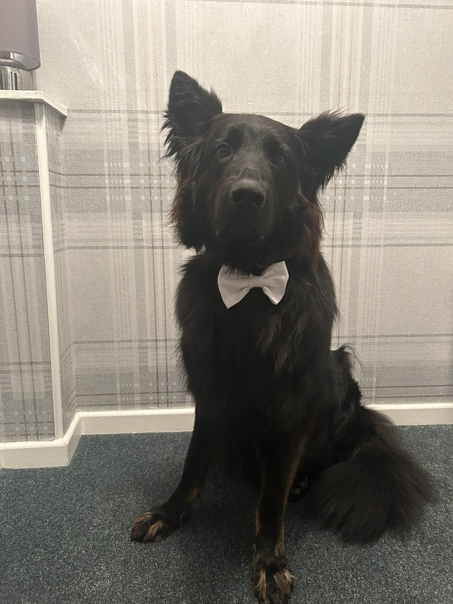Proud to be styling the pooches of our local community 🐶 🌍

Thank you to our customers who sent us these photos!🫶🏻

<a href="/YE_Scotland/">Young Enterprise Scotland</a> <a href="/youngenterprise/">Young Enterprise</a> <a href="/JohnstoneHighSc/">Johnstone H.S.</a> #loveeachotherloveourplanet #timetotransform #voteteedup #johnstonehighschool