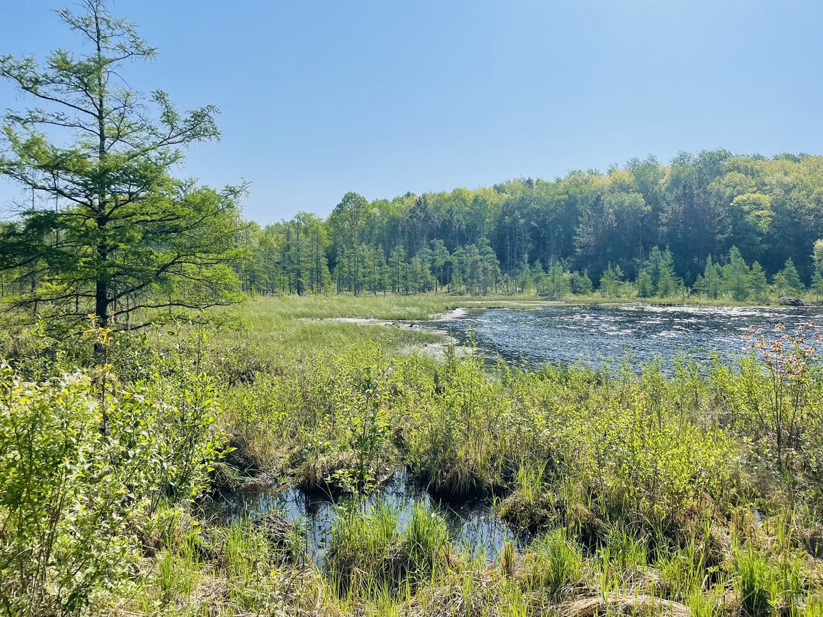 Passed this beauty on a run today. #CleanWaterAct #wetlands #scotus 
✅ improve water quality 
✅ protects against floods 
✅ controls erosion 
✅ habitat and food for wildlife 
✅ hold carbon dioxide and methane 
✅ also, beautiful