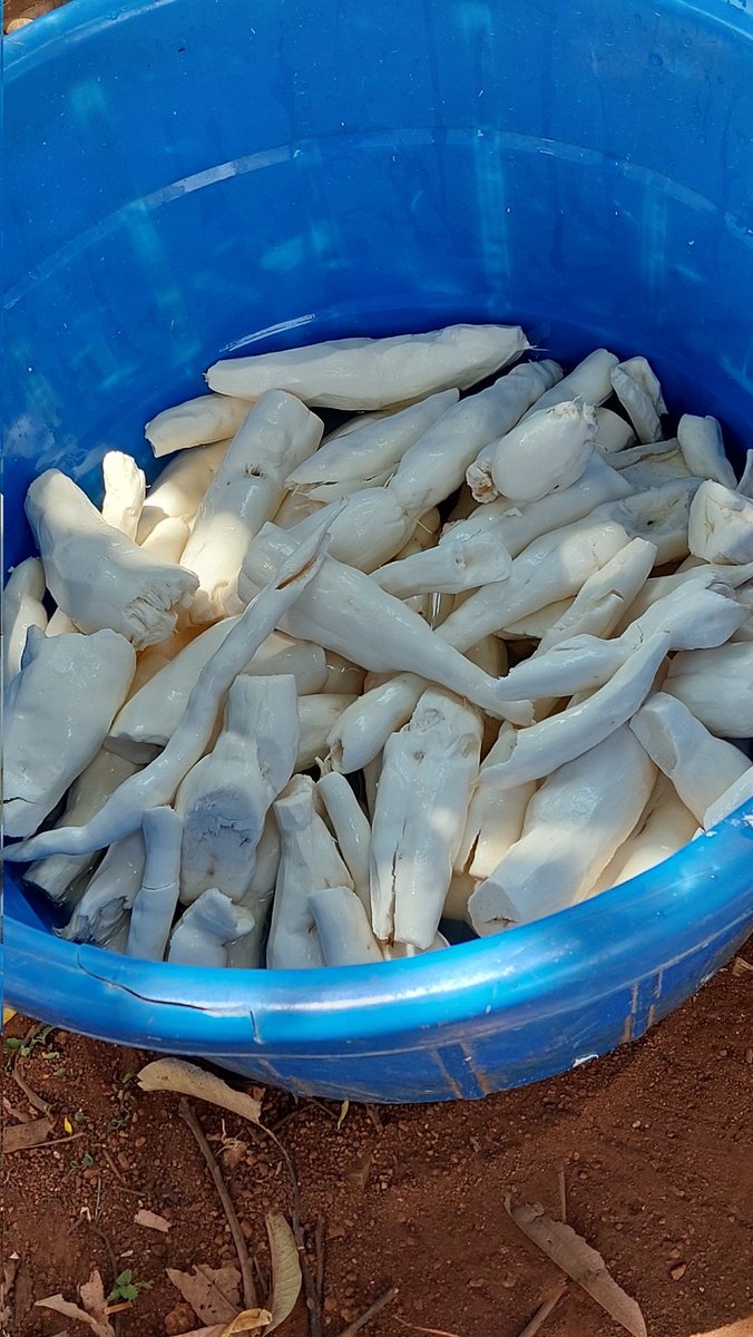 lucas_olewe's tweet photo. If prepared the right way, #cassava can give very white flour suitable for use in the bakery industry. High-quality cassava flour (HQCF) will ease the burden on wheat and maize in the food and feed industry. @plantvillage @selfhelpafrica
@selfhelpkenya
#foodsecurity https://t.co/AxUJBB3PkR