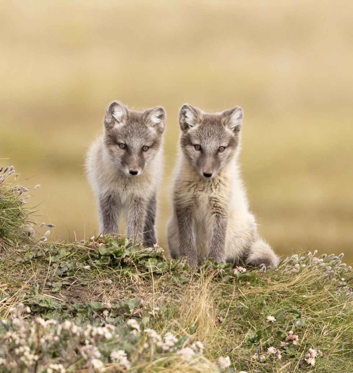 US Department of the Interior on Twitter "Double trouble. When mamma