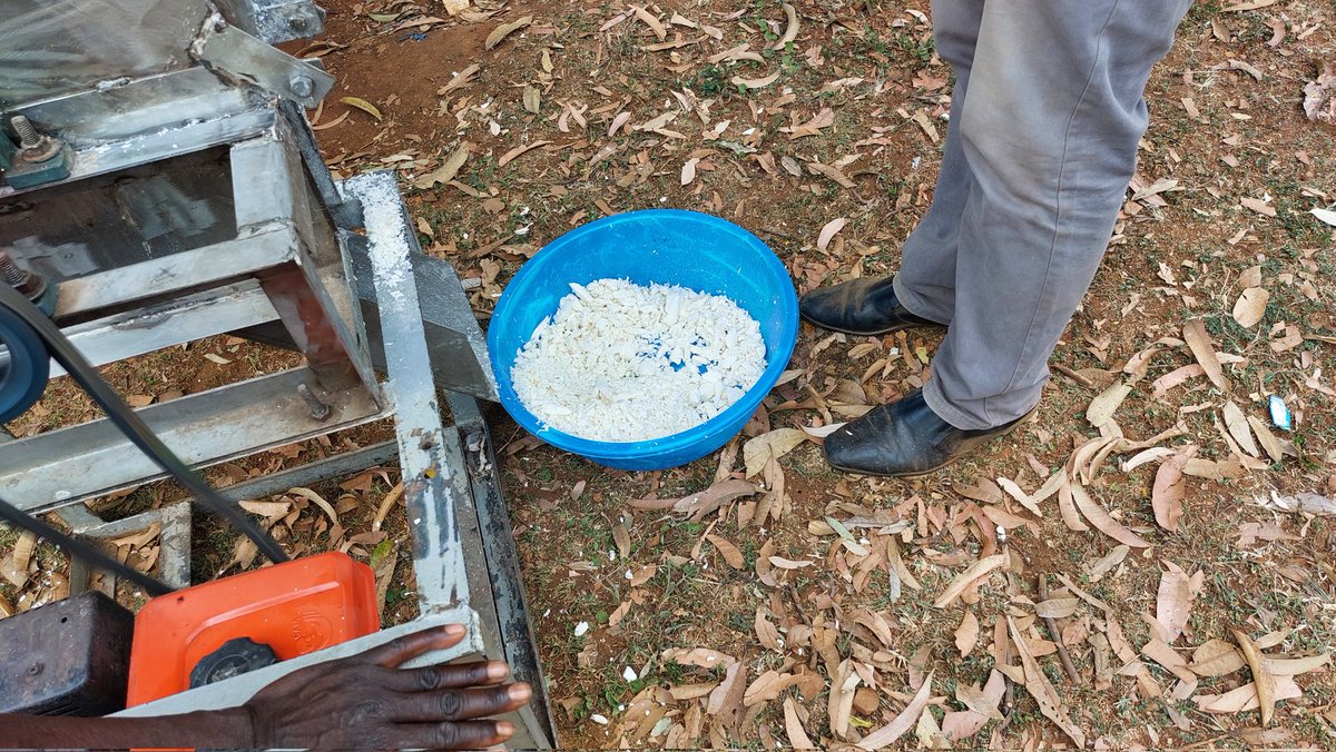 lucas_olewe's tweet photo. If prepared the right way, #cassava can give very white flour suitable for use in the bakery industry. High-quality cassava flour (HQCF) will ease the burden on wheat and maize in the food and feed industry. @plantvillage @selfhelpafrica
@selfhelpkenya
#foodsecurity https://t.co/AxUJBB3PkR