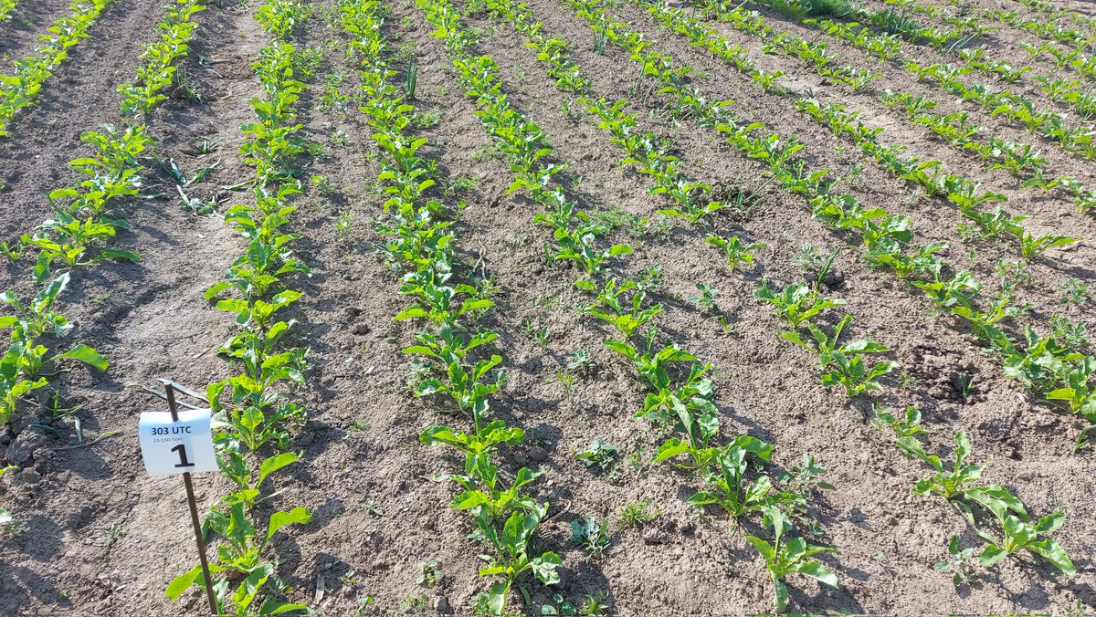 IRS suikerbieten tweet media