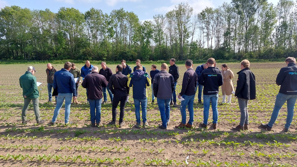 IRS suikerbieten tweet media