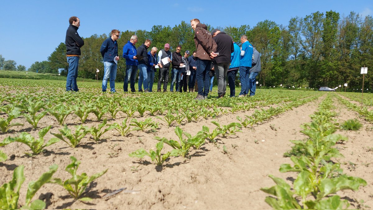 IRS suikerbieten tweet media