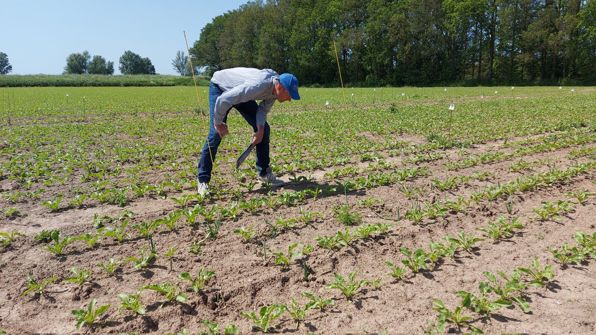 Vrijdagmorgen een mooie proef met #bodemherbiciden in #suikerbieten getoond aan adviseurs en fabrikanten. Proef aangelegd door <a href="/JorisGiesen/">Giesen Crop Research🚜</a>/<a href="/Cultusresearch/">Cultus Crop Research</a>. Bedankt voor de belangstelling. 's Middags een beoordeling en telling uitgevoerd. #akker