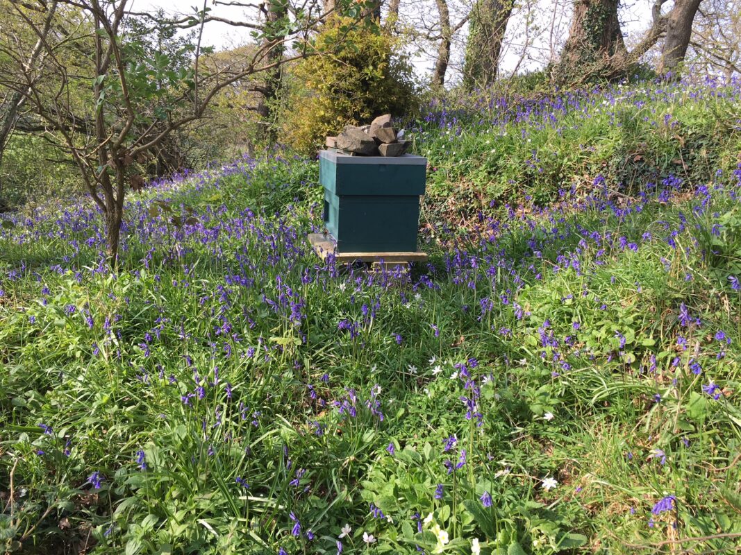 Trigonos3's tweet photo. Save the Bees - 23 - 25 June 
Join us on our ‘Save the Bees’ course, in June at Trigonos with experienced bee keepers. Jonathan Garratt and Lisa Mundle. 

Course, bed, breakfast, lunch and dinner £305 - £365 
Course, lunch and dinner £230 

Email / E-bost - info@trigonos.org https://t.co/apZk7tKGQk