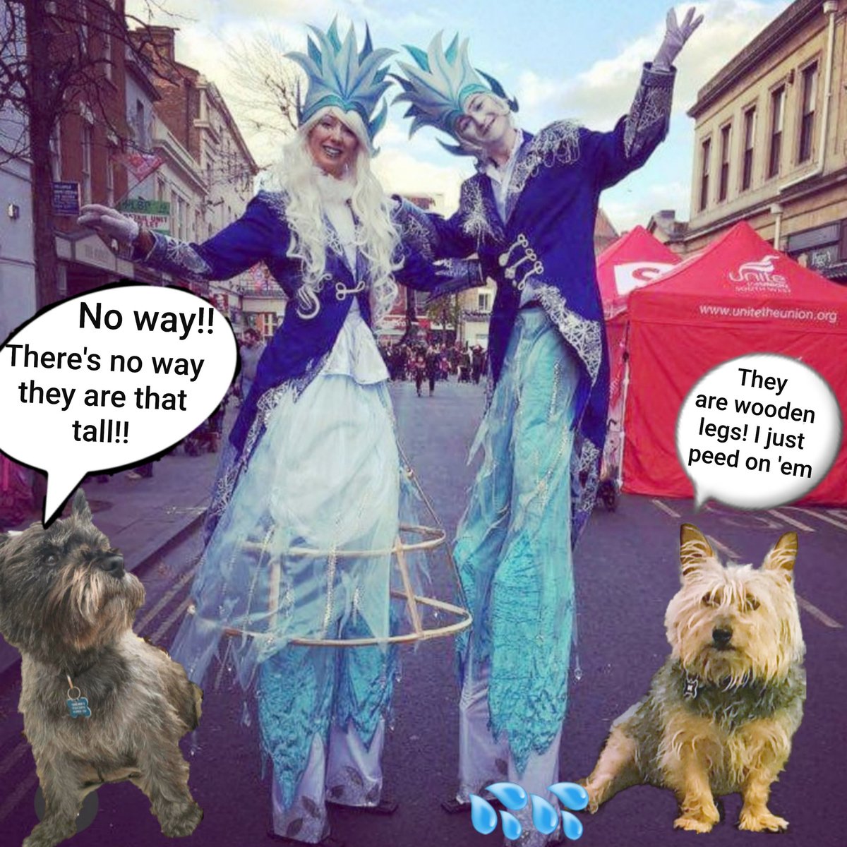 No way are they that tall bestie, that's just silly!!!.....hehehe they've got false wooden legs bestie, look I just peed on one!
@NormanTheCairn @CollieTwiggy
#BovverBoys #zzst #carnival