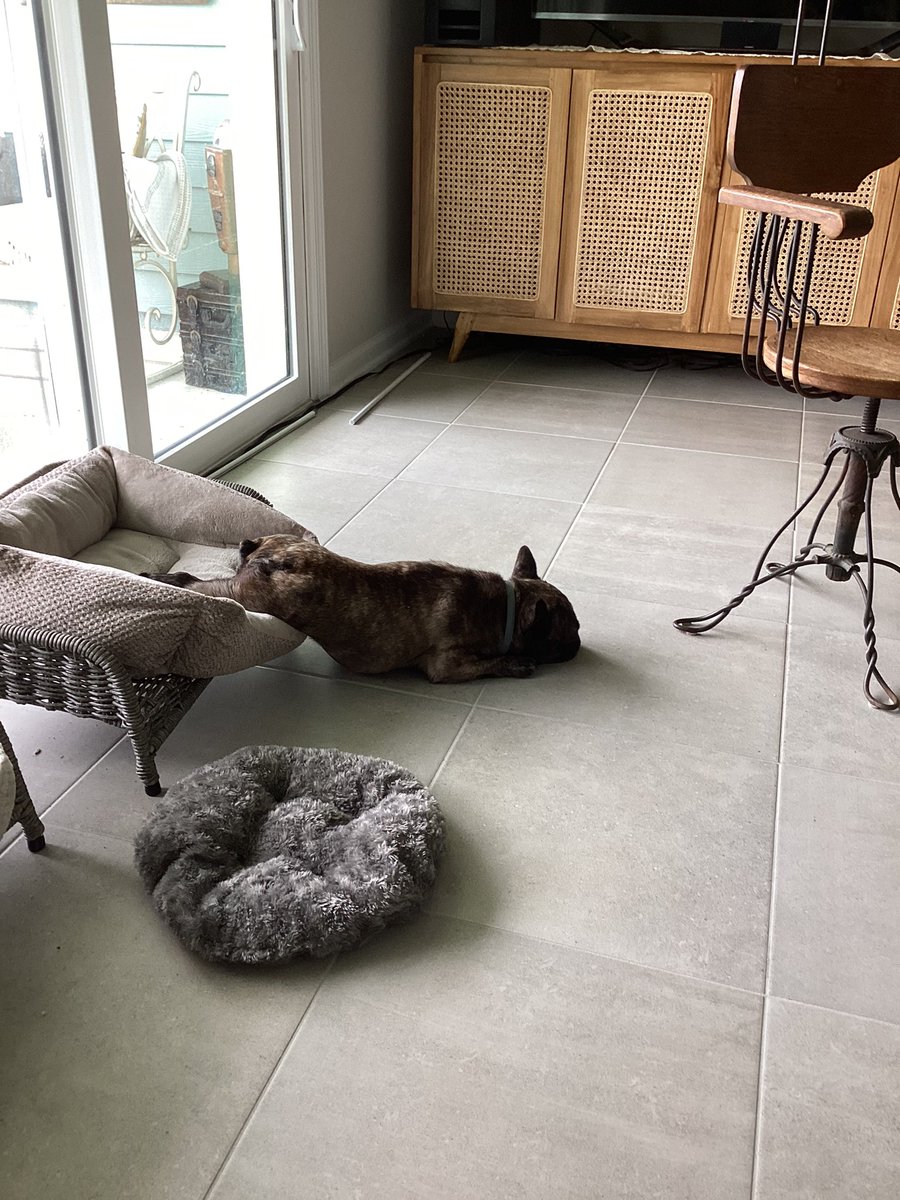 Oh that looks comfy Irma Blanche #frenchielover