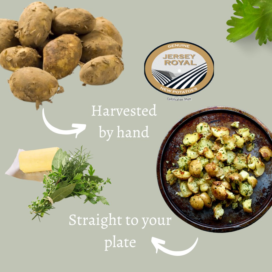 Did you know #JerseyRoyals are harvested by hand and shipped to the UK within a 48hr window? This allows us to enjoy the delicious Jersey Royals as fresh as can be. Available in all major supermarkets and shops now, what are you waiting for!? #seasonalproduce