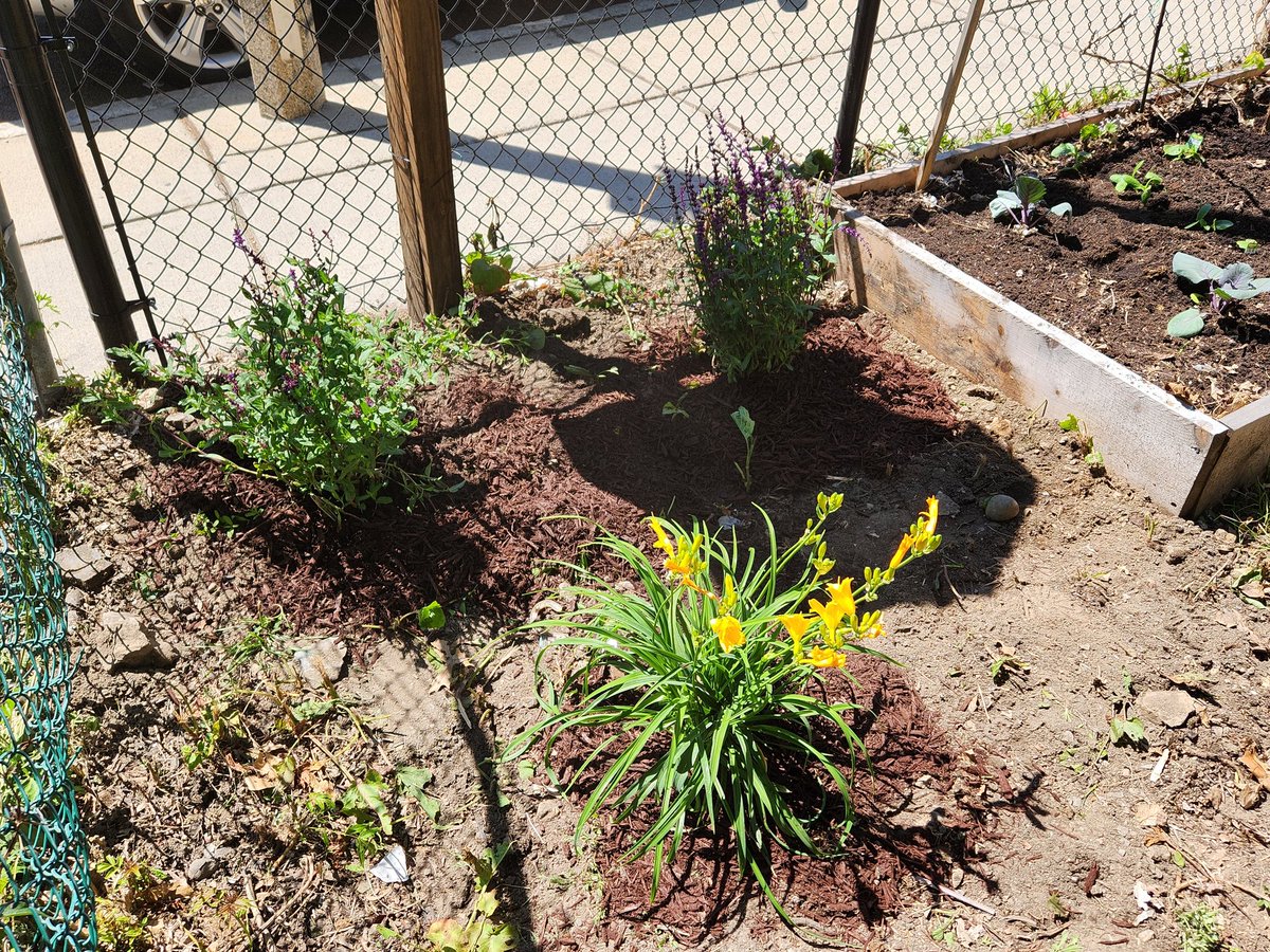 Boston_CLT's tweet image. It turned out to be a beautiful day for the vacant lot cleanup w/neighbors at 381 Park Street in #Dorchester. We even made a few new slithery friends! #urbanwildlife #cdcswork