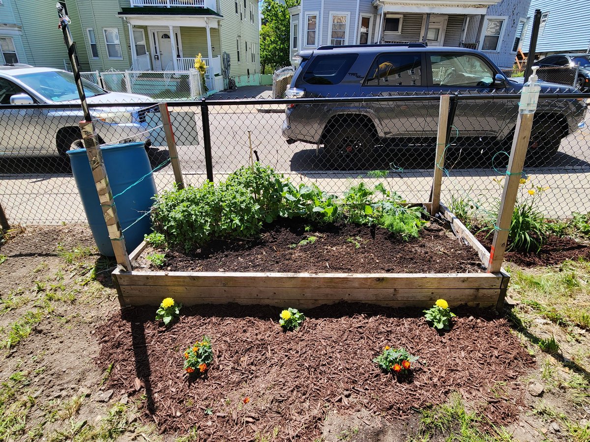 Boston_CLT's tweet image. It turned out to be a beautiful day for the vacant lot cleanup w/neighbors at 381 Park Street in #Dorchester. We even made a few new slithery friends! #urbanwildlife #cdcswork