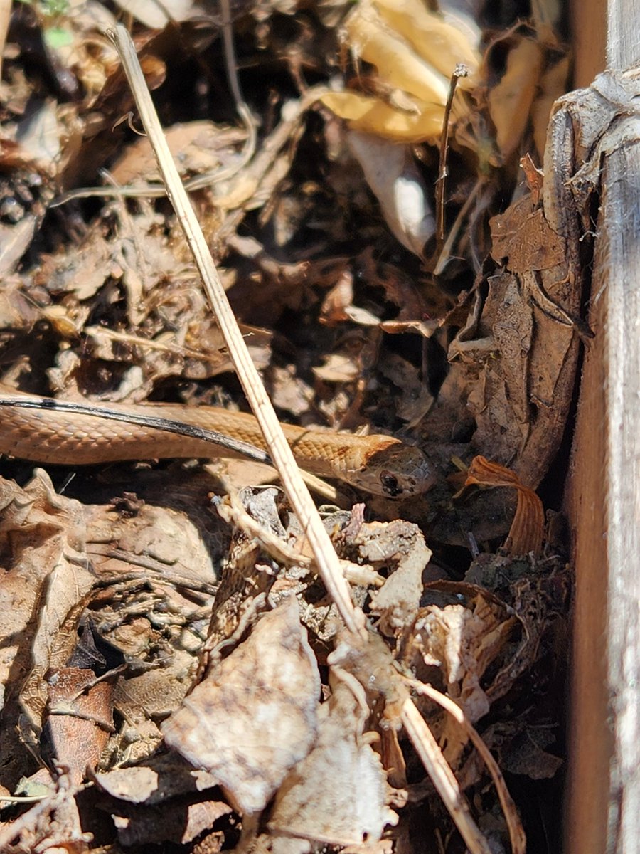 It turned out to be a beautiful day for the vacant lot cleanup w/neighbors at 381 Park Street in #Dorchester. We even made a few new slithery friends! #urbanwildlife #cdcswork