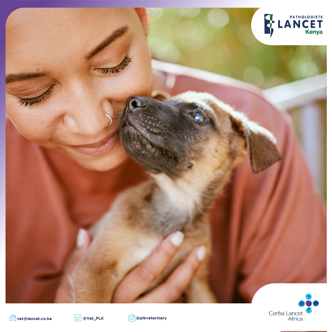 Kidney disease in pets can be fatal. Did you know that regular vet visits and annual blood checks can help your vet identify underlying issues? Pets have longer lives if kidney disease is detected early and treated.

Talk to your vet today.

Contact us today on:
vet@lancet.co.ke