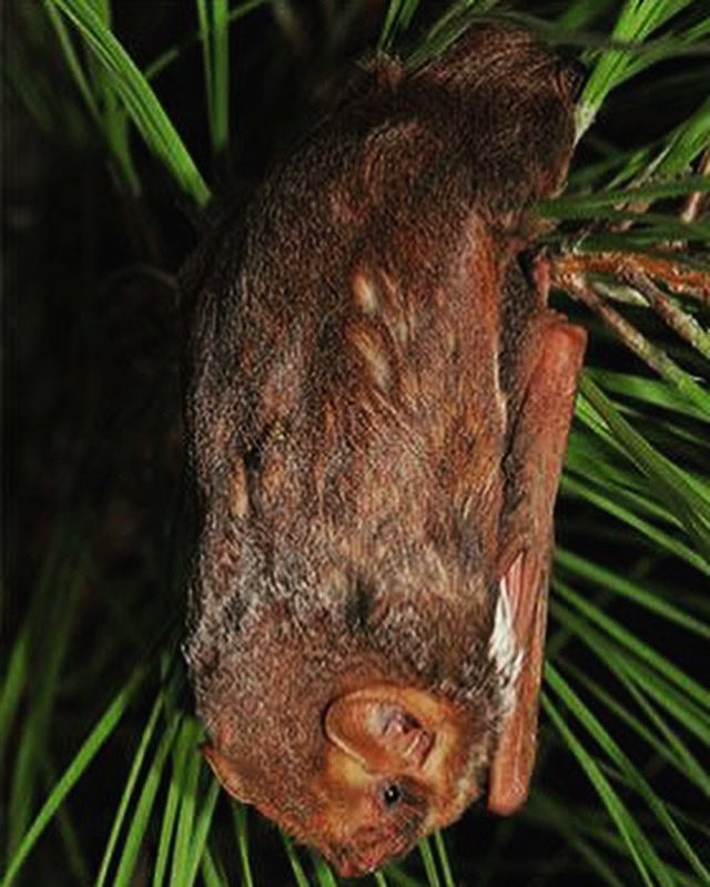 Happy #baturday everyone! Today, we’re excited to introduce you to the Seminole bat (Lasiurus seminolus). 

To learn more check out our Instagram: instagram.com/p/CswJJvEg4Sc/…

Photo credit: James Kiser