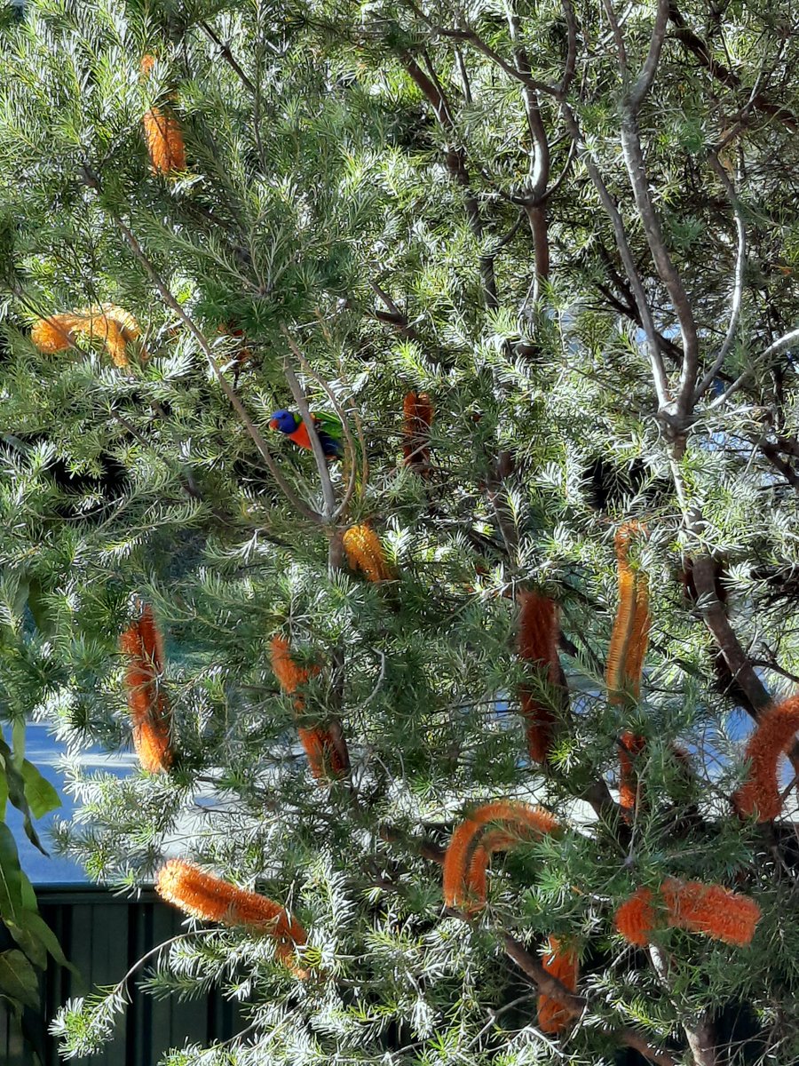 I got to enjoy my morning coffee with this lovely little Lorikeet in my Banksia today!
 
#GardeningAustralia
 
allforgardening.com/489169/i-got-t…