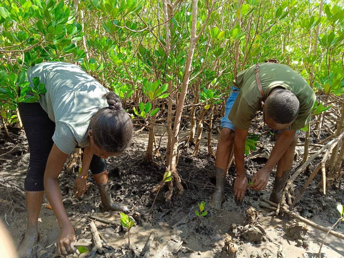 Today was a success ,we managed to plant 11,000 mangroves at Kidundu kilifi county  .@KilifiCountyGov @GideonMungaroM @KCCGP_ @BandaRoberts @kyom003 @DannyGona @vitoafrica1 @Kherikombe 
#60MillionMangroves #GroWithUs