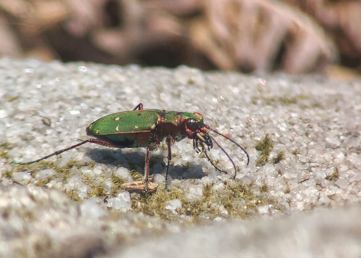 A nice afternoon in Padley Gorge and Burbage Edge with Pied Fly, Spot Fly, Wood Warbler, Stonechat, Ring Ouzel, Red Grouse, Redstart, Tree Pipit, Cuckoo… The list can go on and on. Likewise with insects- Green Tiger Beetle, Green Hairstreak, Wall Brown.
What. A. Trip.