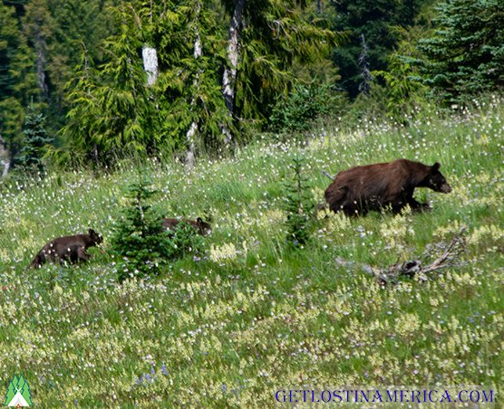 Hope everyone is have a great day
Here's a happy family from the trail this weekend
getlostinamerica.com
:
#hiking #montana #blackbears #blackbearcubs #onthefly #flyfishing #flytying  #travelandleisure #travelandtourism #outdoorapparel #outdooradventures @GetLostinAmeric