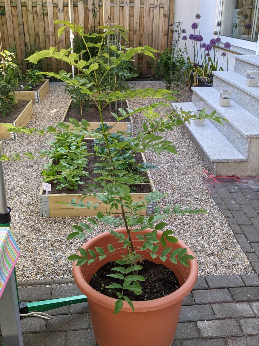BettinaSRoss1's tweet photo. 2/
Here it is in full and on the right, its big brother. #TreeInAPot https://t.co/5BAGpG9898