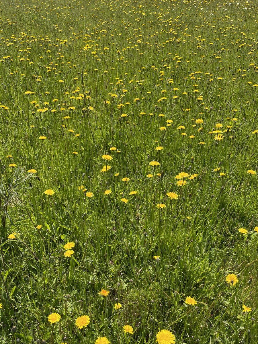 EmmaCameron9's tweet photo. Beautiful walk on #EbernoeCommon ⁦Meadows full of wildflowers and woods full of bird song - including nightingales and blackcaps. ⁦@SussexWildlife⁩ #wildflowers ⁦@BSBIbotany⁩ https://t.co/gnafNszyLI