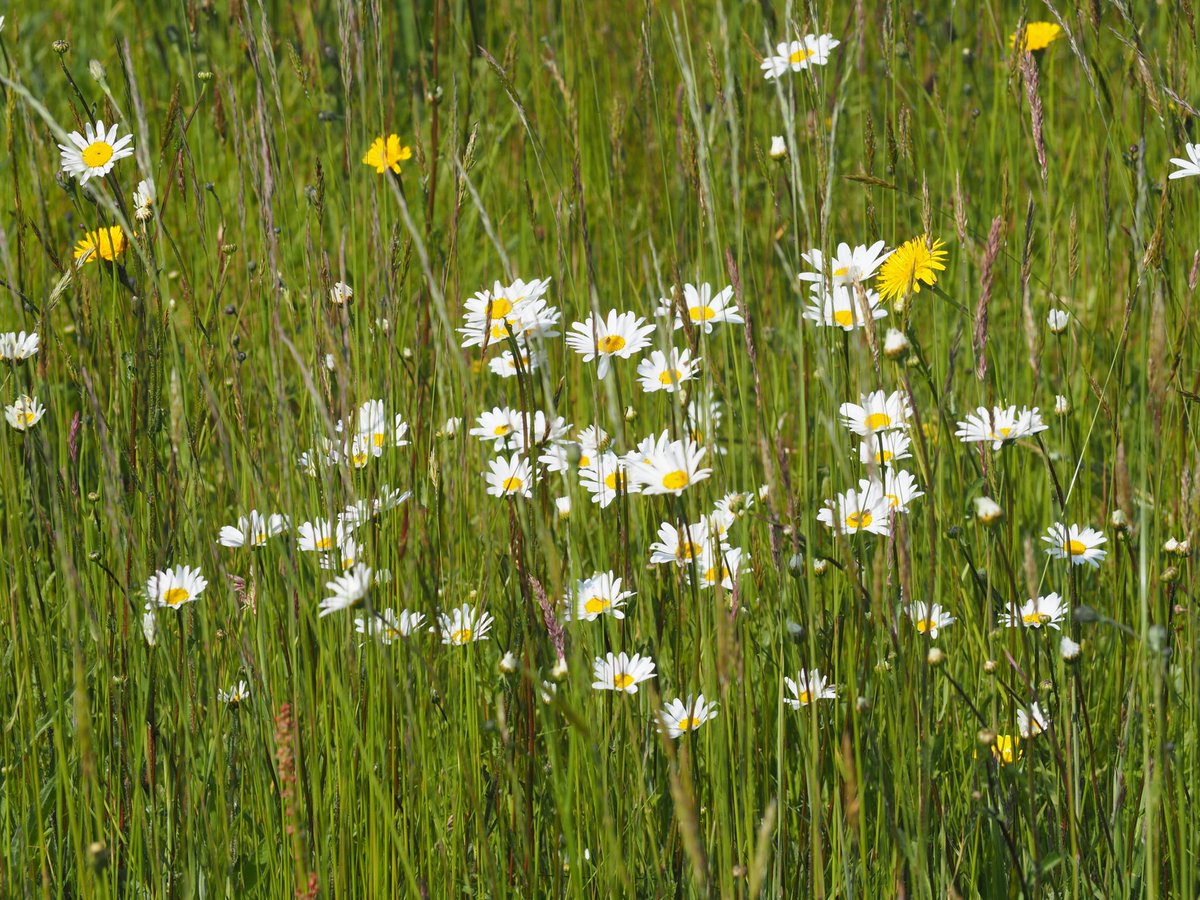 EmmaCameron9's tweet photo. Beautiful walk on #EbernoeCommon ⁦Meadows full of wildflowers and woods full of bird song - including nightingales and blackcaps. ⁦@SussexWildlife⁩ #wildflowers ⁦@BSBIbotany⁩ https://t.co/gnafNszyLI