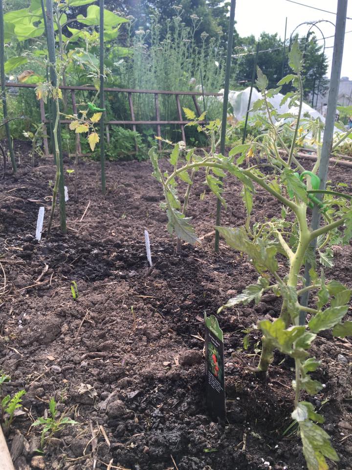 Garden Tip of the Day: Pruning/removing suckers from tomatoes is optional and you should only prune indeterminate (vining) varieties. If you prune determinate (bush) varieties, you reduce the number of fruits #gardendc #gardening #gardentips #gardenhack #gardeningtipsforbeginners
