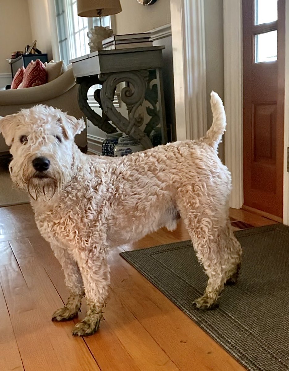 Oh. Hi 👋 Hoomom.  Continue with your cleaning 👊🏻 Just lil booties 🥾🥾 Nothing to see here!!  But I do see a smudge on the kitchen counter! 
#wheatenterrier #boots #dogsoftwitter