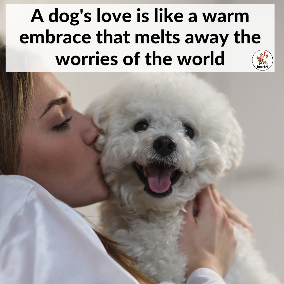 Share your heartwarming stories in the comments below, and let's celebrate the unconditional love that only a dog can provide 🐶💖

#doglove #unconditionallove #dogloversunite #heartwarmingstories #loveyourpup #sharethelove #dogquote #dogeh