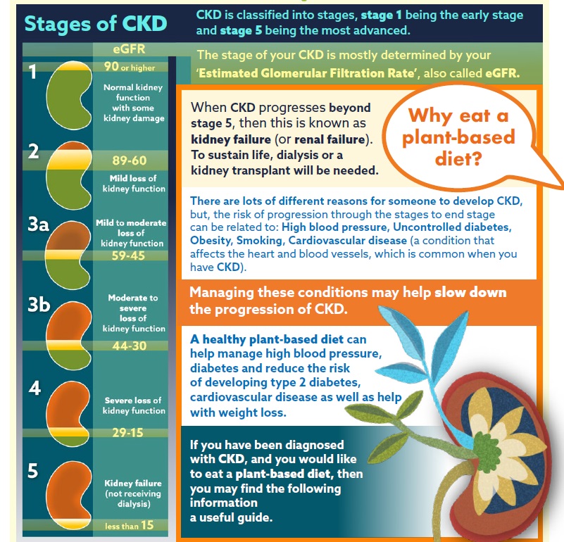 sjoshimd's tweet photo. I love this handout! Can't say enough about it! Perfect for patients with kidney disease eating a plant-based diet!

https://t.co/dbR73bn7HF

Thank you to @bda_renal and @plantbasedhpuk for making it! https://t.co/8uwf14QGxx
